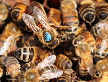 Should Floridians Worry About ‘Murder Hornets’?