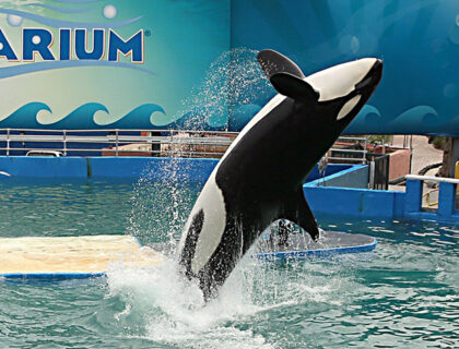 The Long Awaited Release of Lolita the Orca