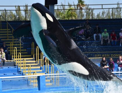 Lolita the Orca Dies in Captivity Awaiting Release